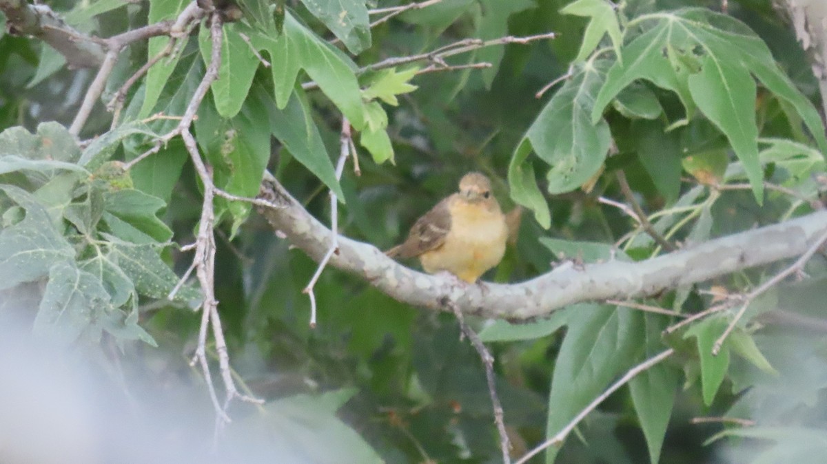 Summer Tanager - ML620267687