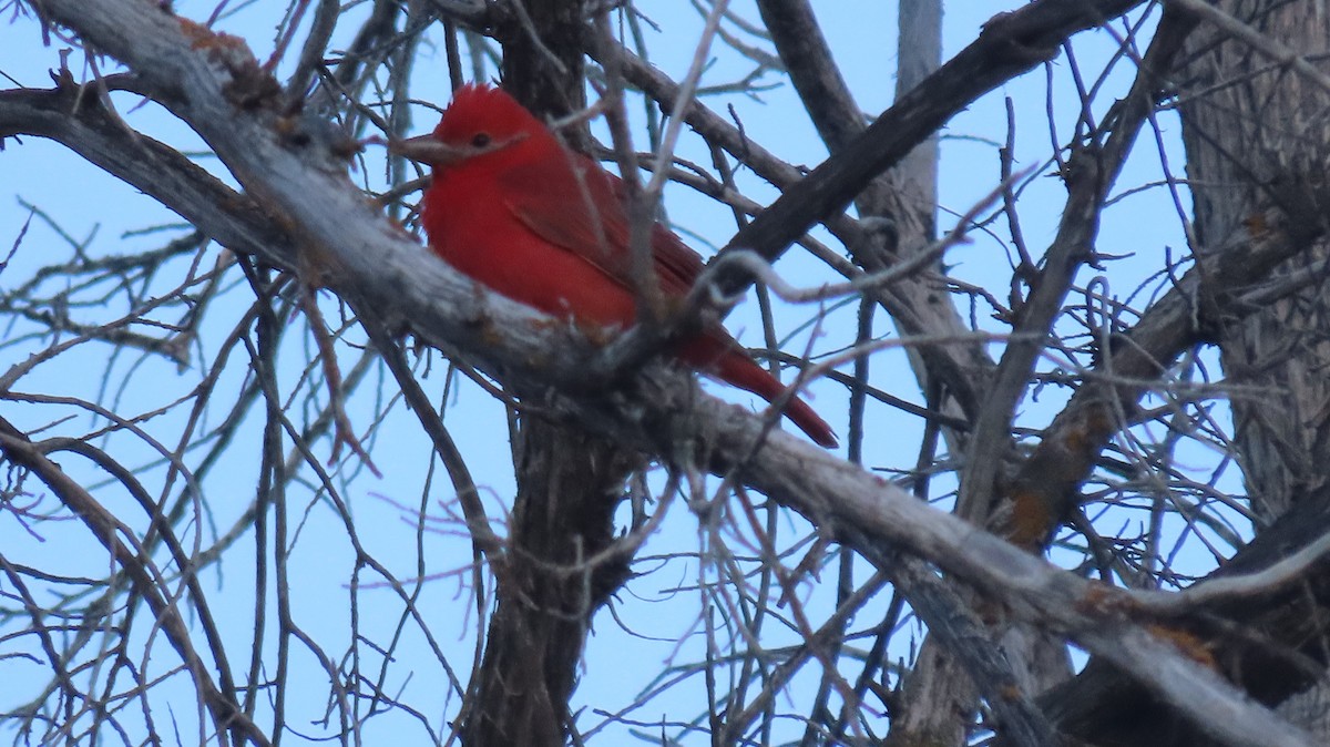 Summer Tanager - ML620267688