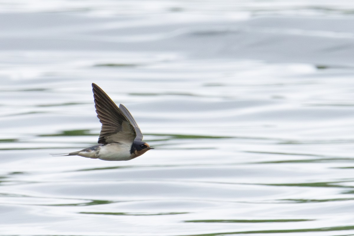 Barn Swallow - ML620267690