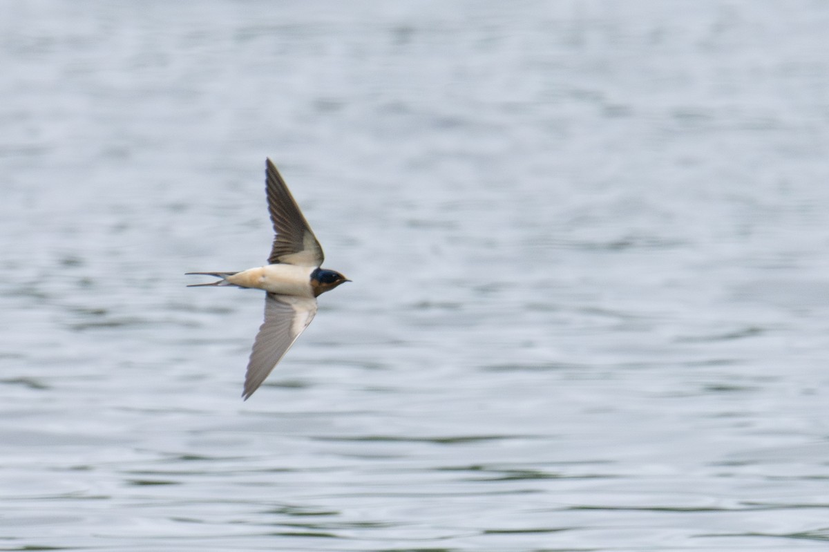 Barn Swallow - ML620267691