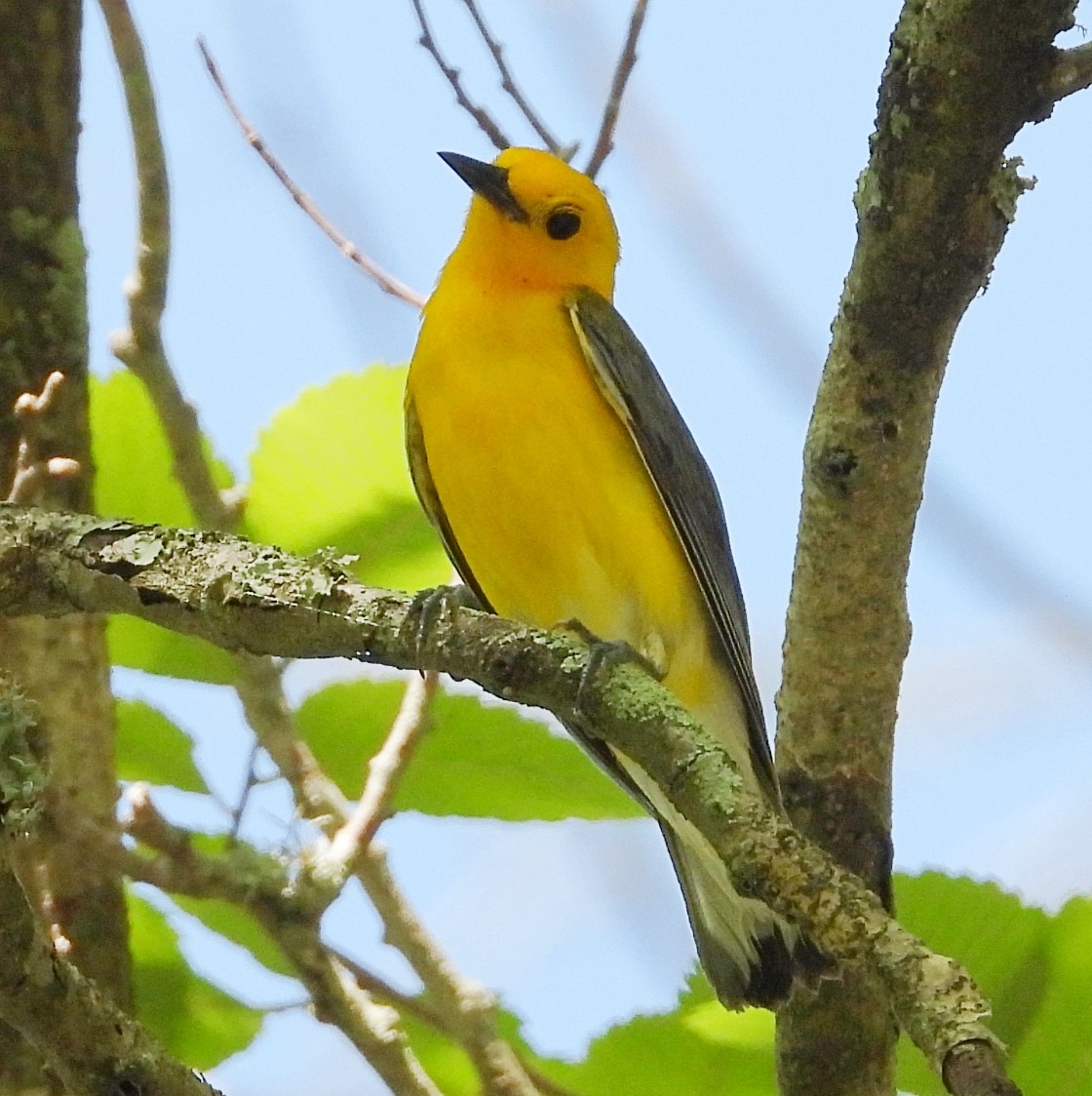 Prothonotary Warbler - ML620267702