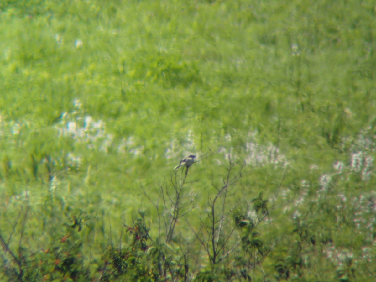 Loggerhead Shrike - ML620267704