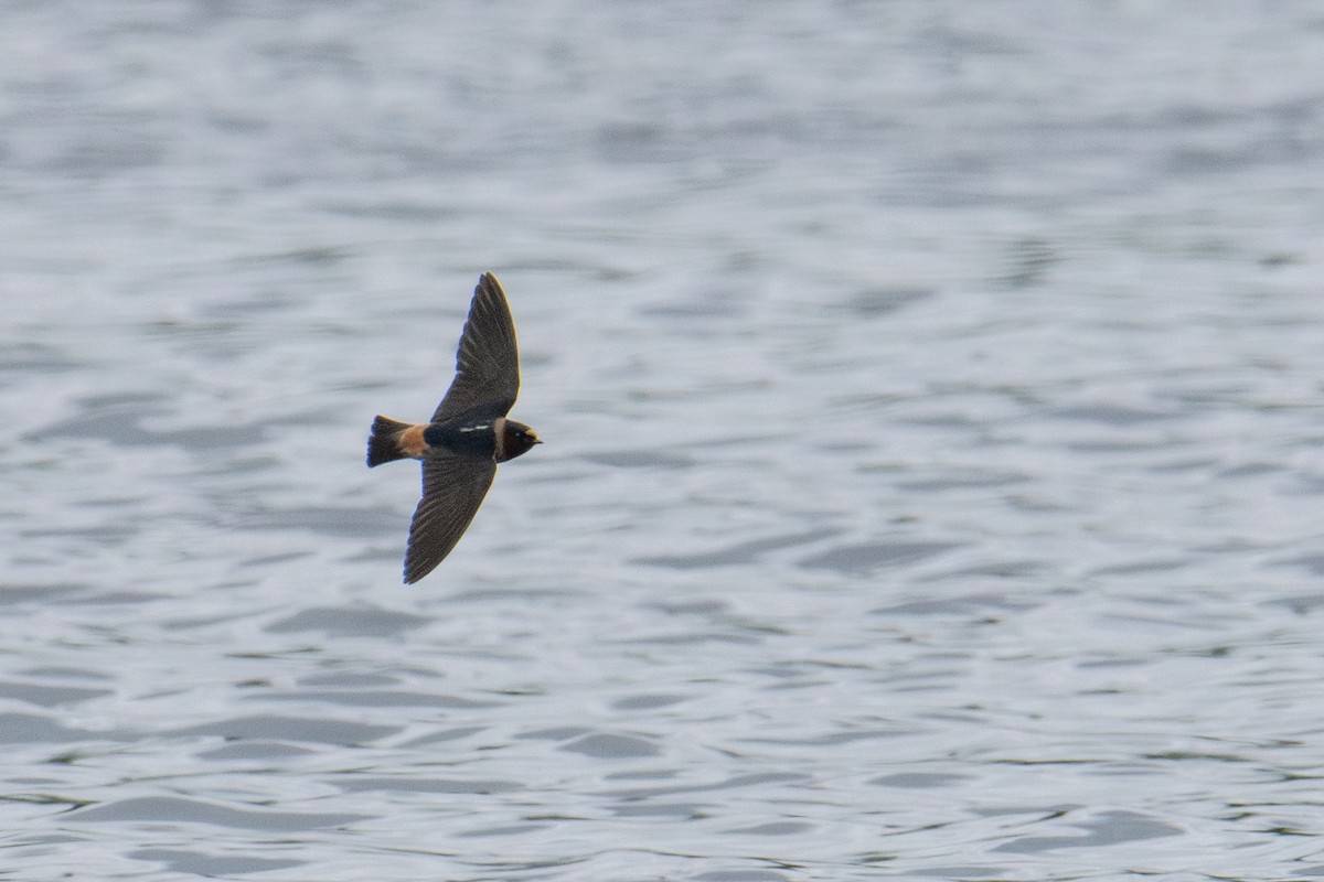 Cliff Swallow - ML620267706