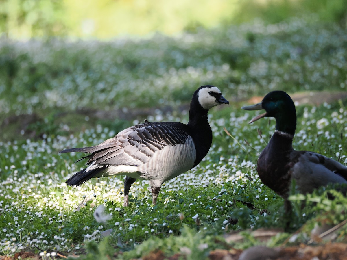 Barnacle Goose - ML620267712