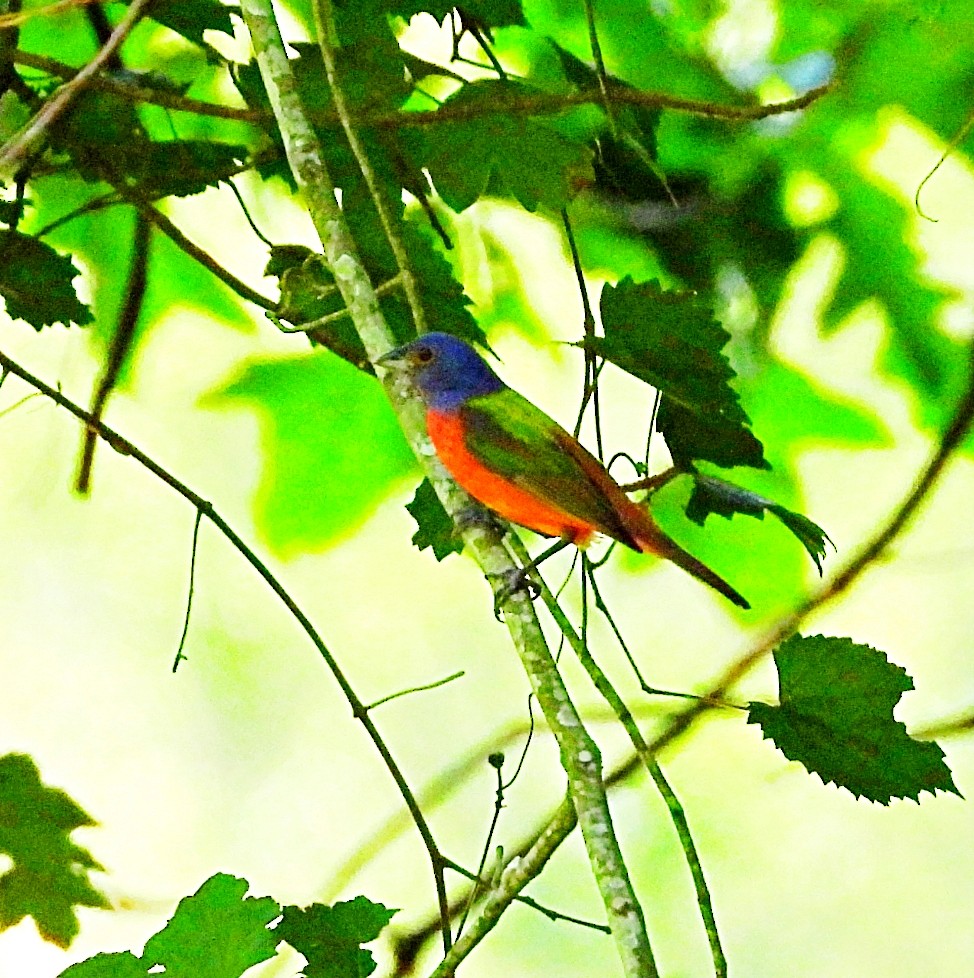 Painted Bunting - Cheryl Huner