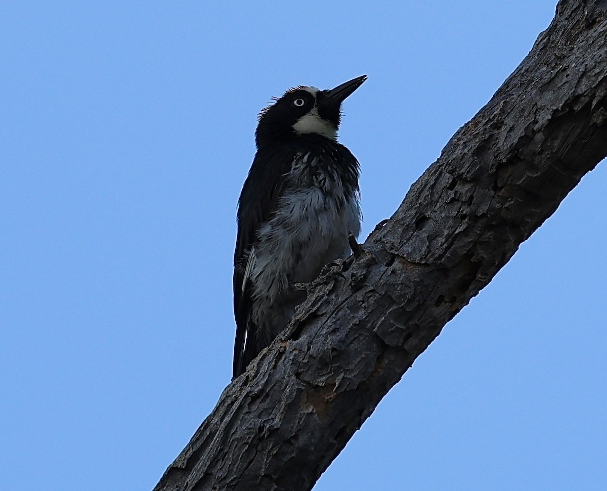 Acorn Woodpecker - ML620267728