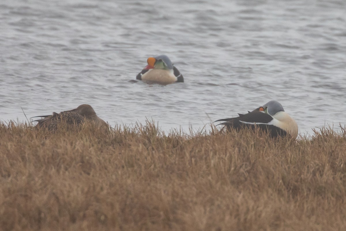 King Eider - ML620267730