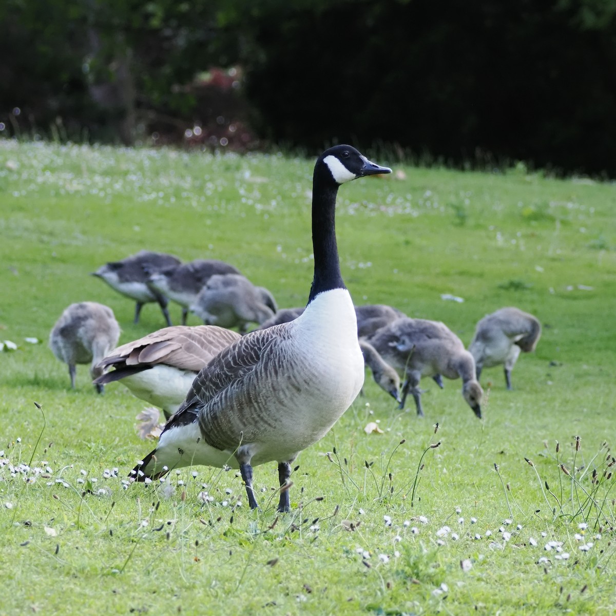 Canada Goose - ML620267762