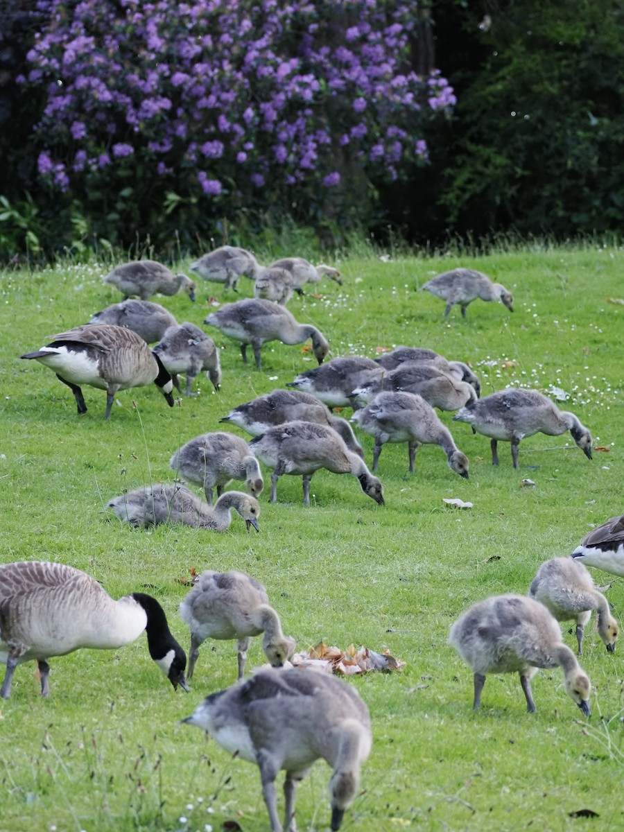 Canada Goose - ML620267763