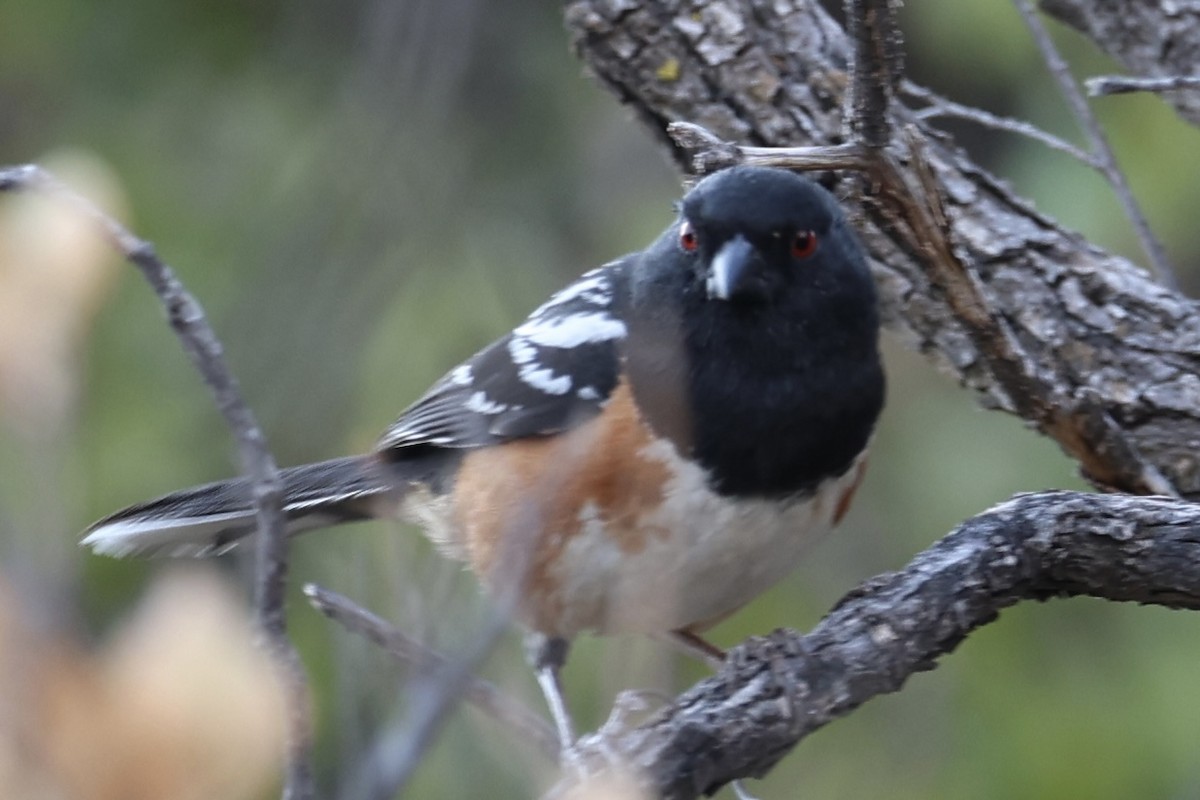 Spotted Towhee - ML620267765
