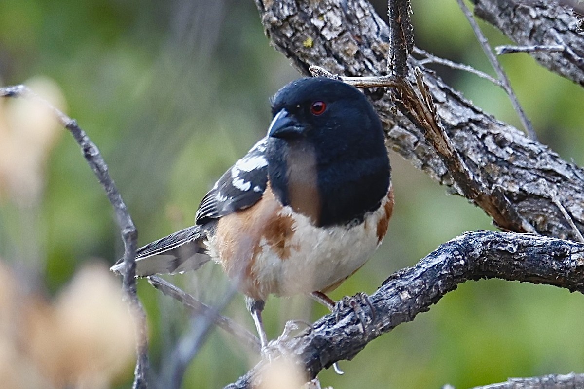 Spotted Towhee - ML620267766