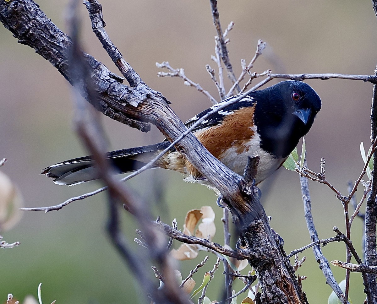 Spotted Towhee - ML620267768