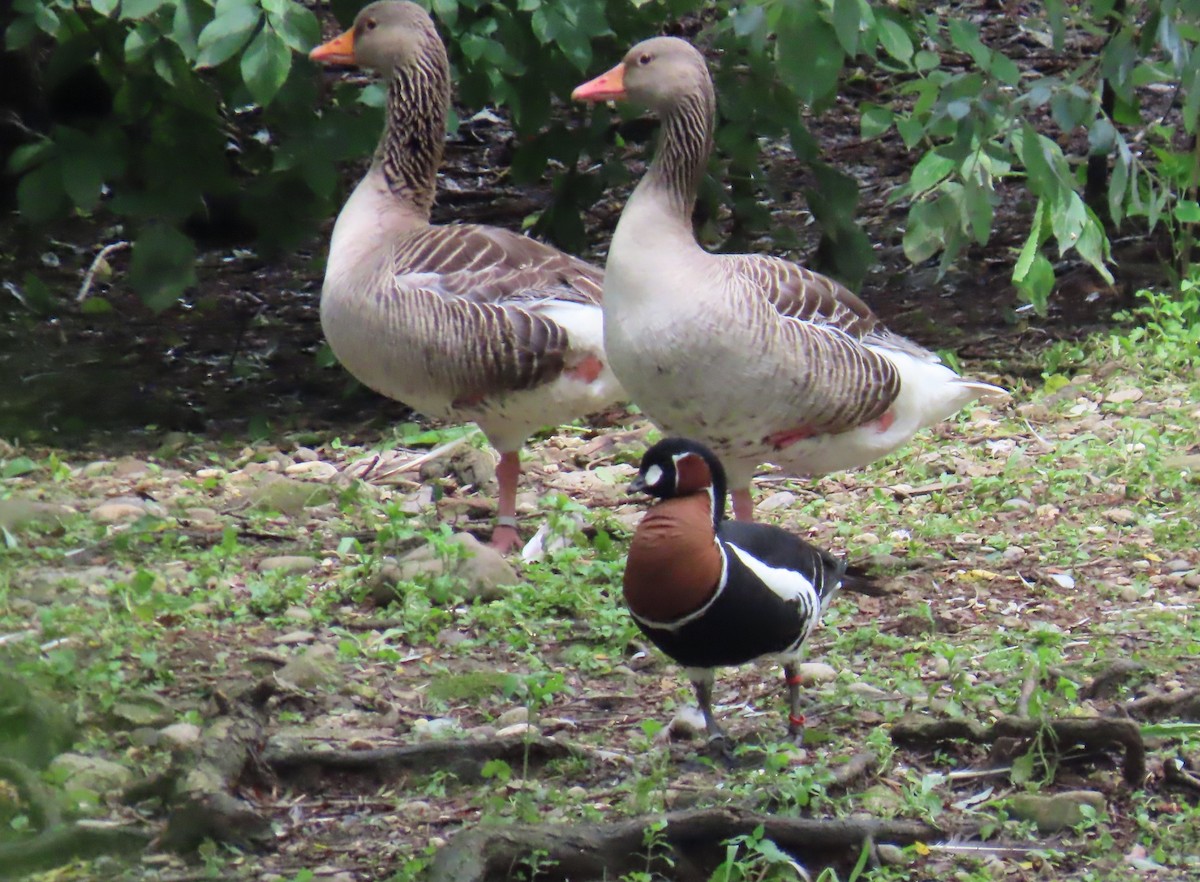 Red-breasted Goose - ML620267772