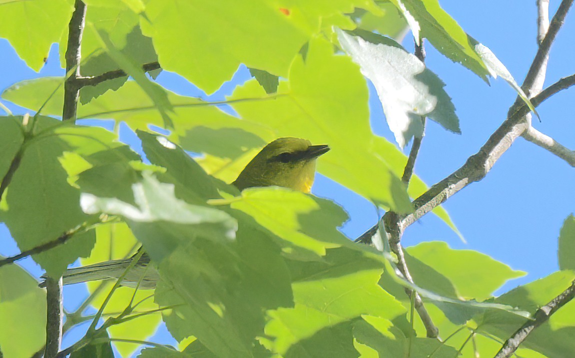 Blue-winged Warbler - ML620267783