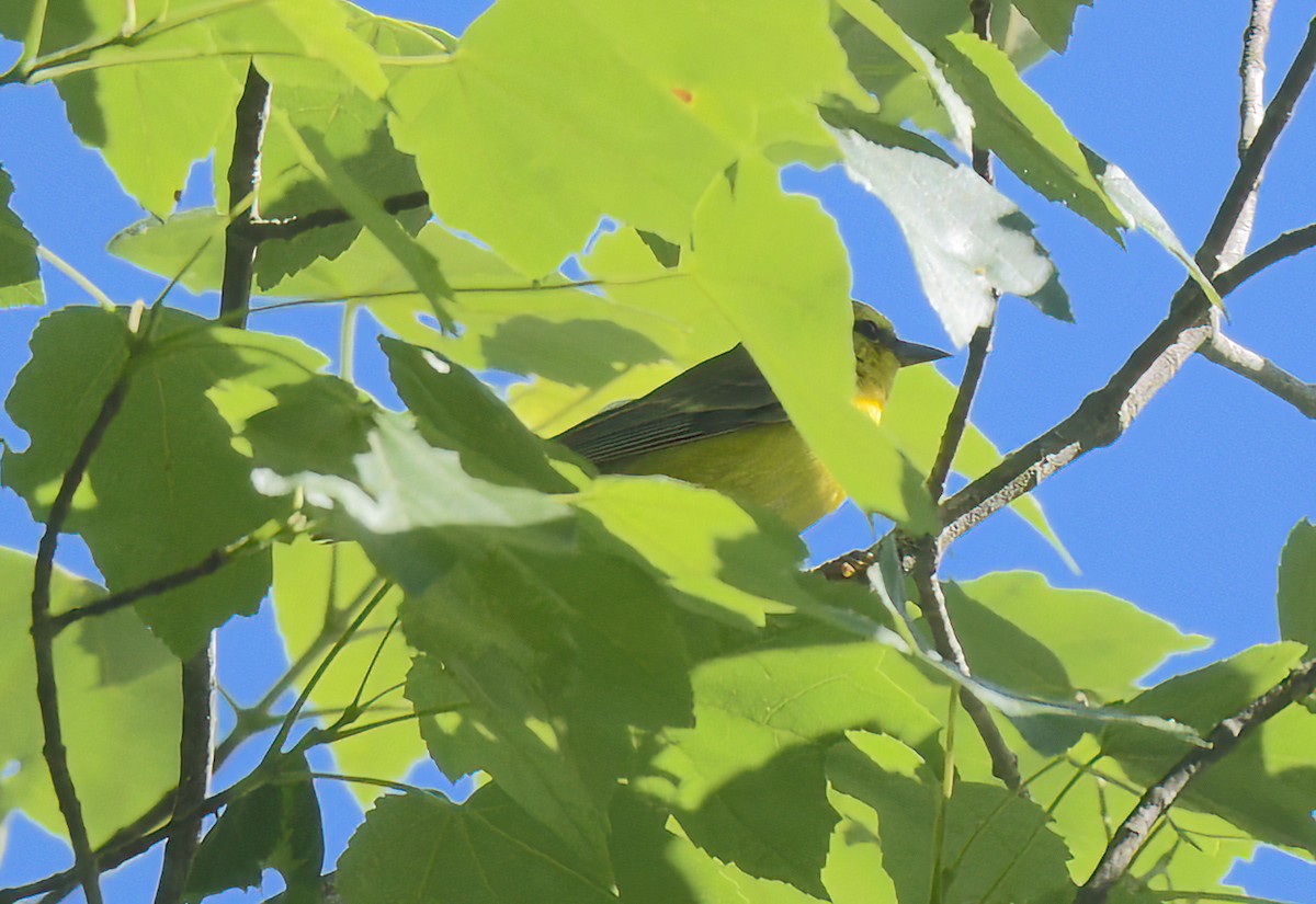 Blue-winged Warbler - ML620267784