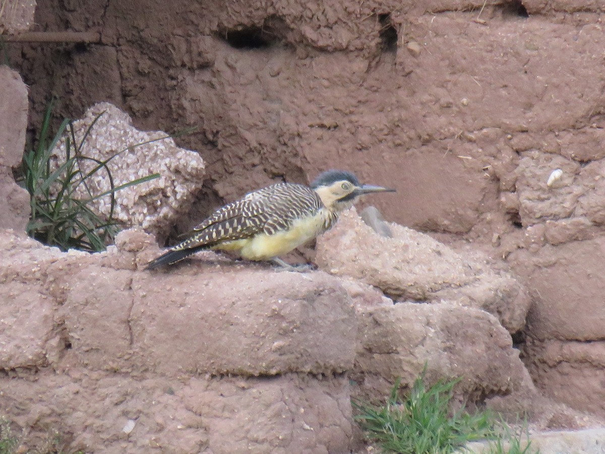 Andean Flicker (Southern) - ML620267785