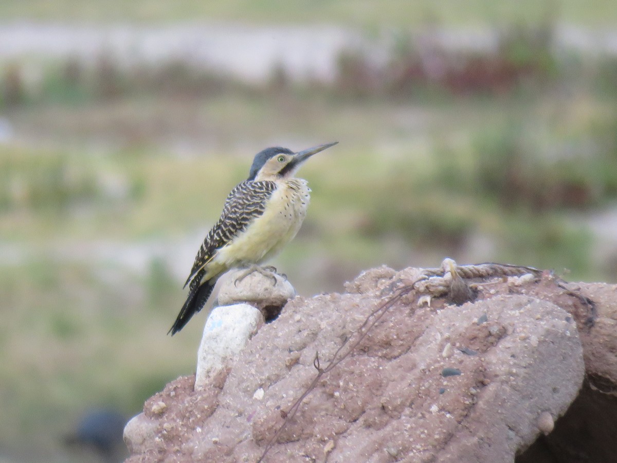 Andean Flicker (Southern) - ML620267786
