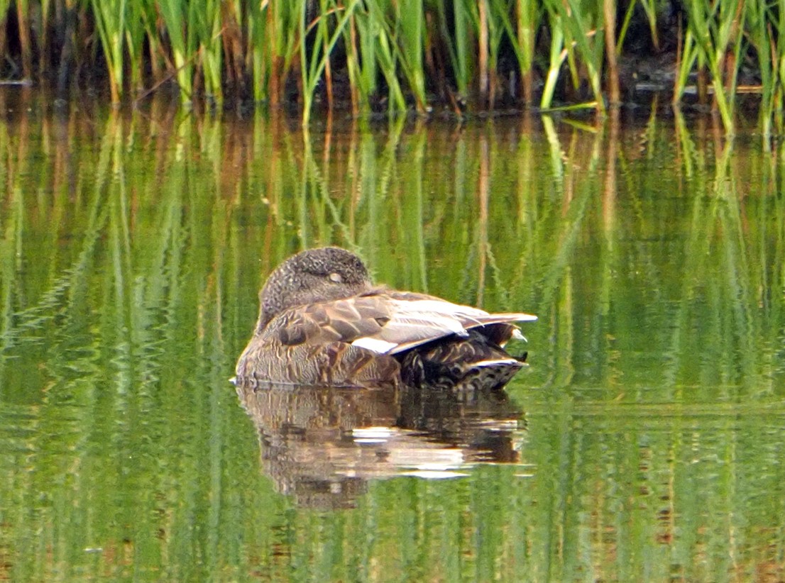 Canard chipeau - ML620267801