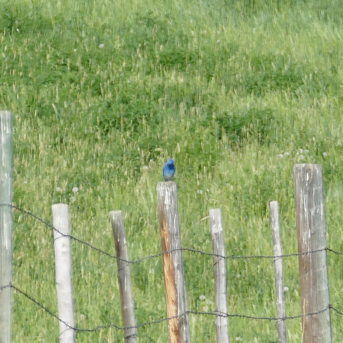 Mountain Bluebird - ML620267804