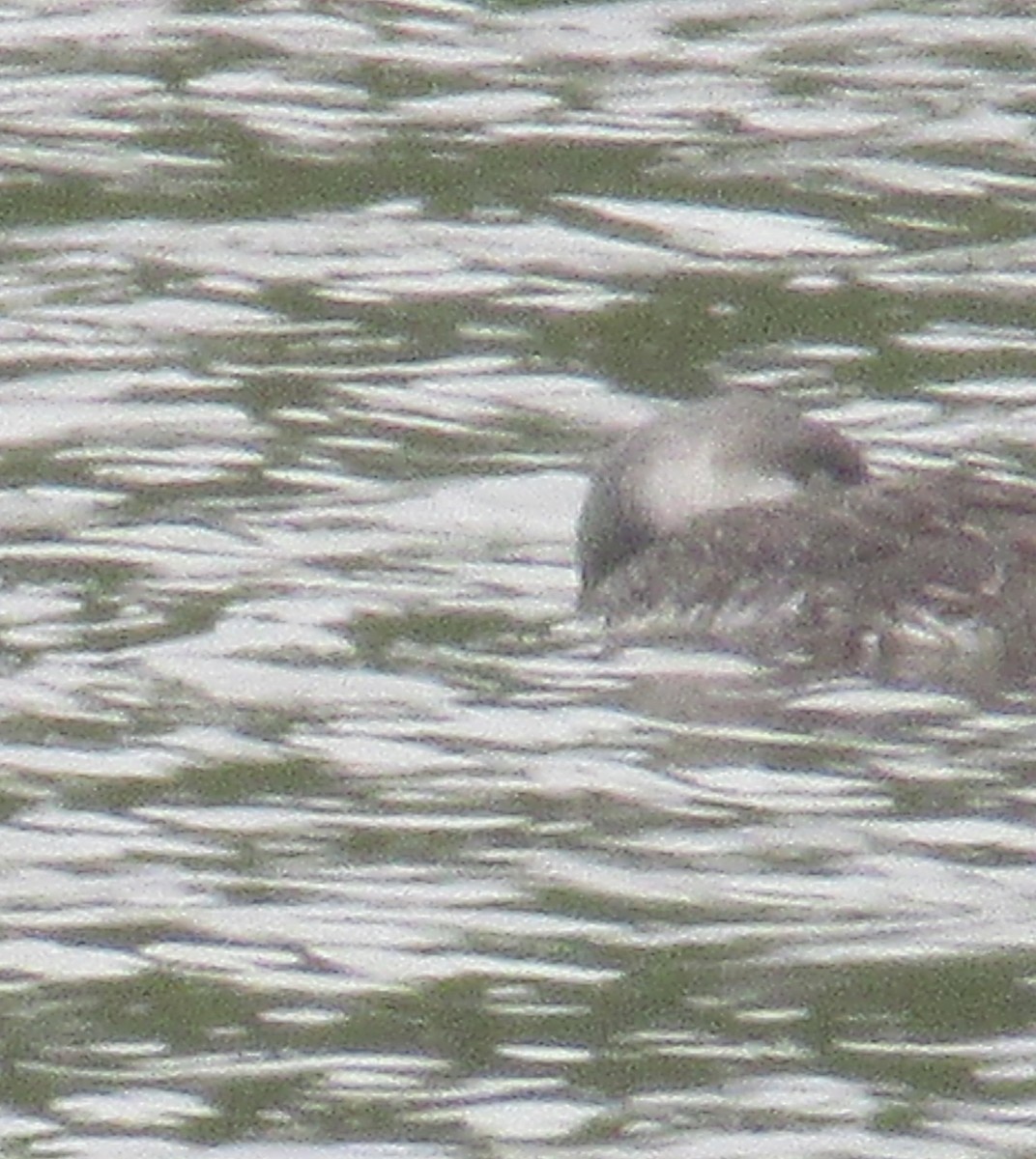 loon sp. - ML620267809