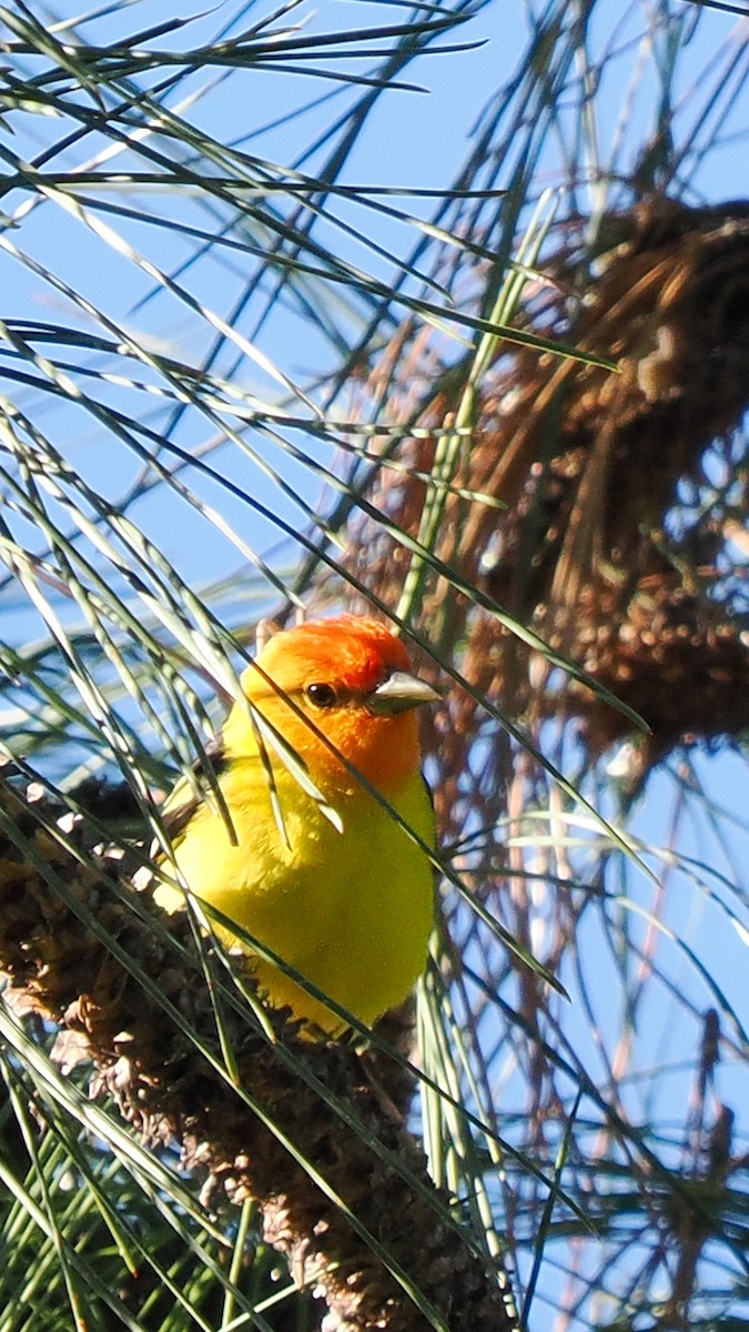 Western Tanager - ML620267811