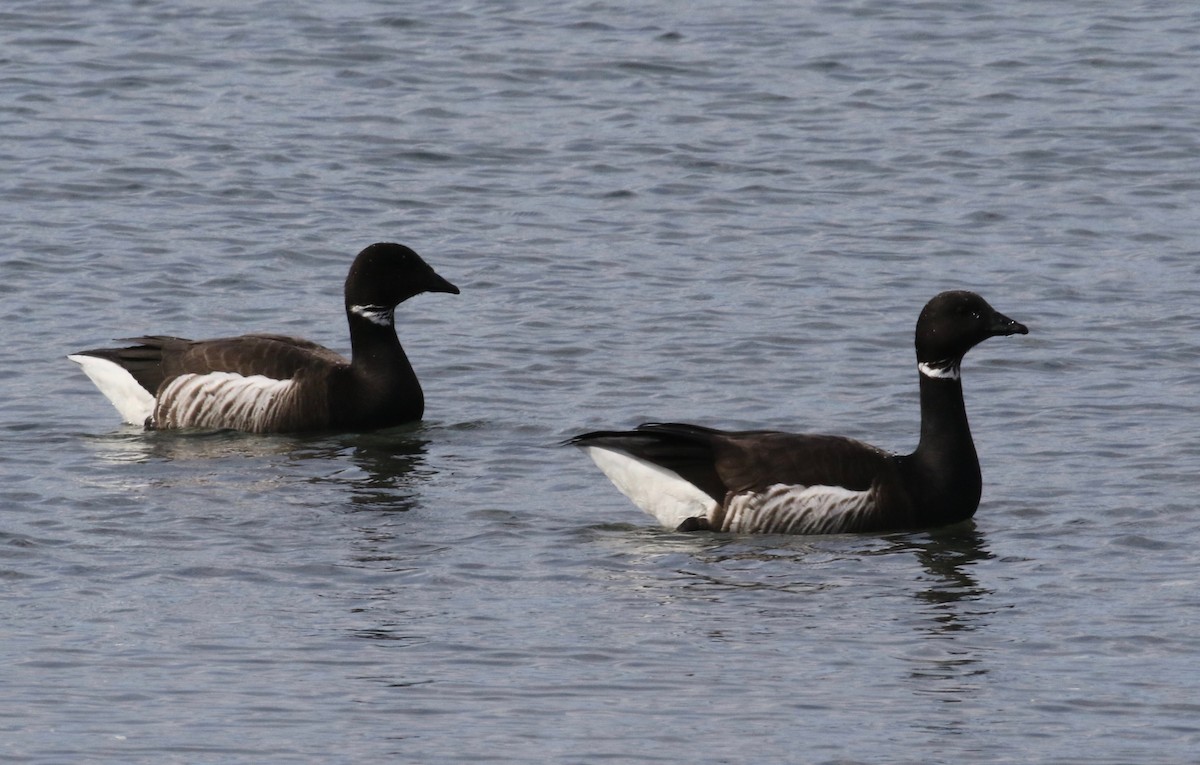 Brant - ML620267824