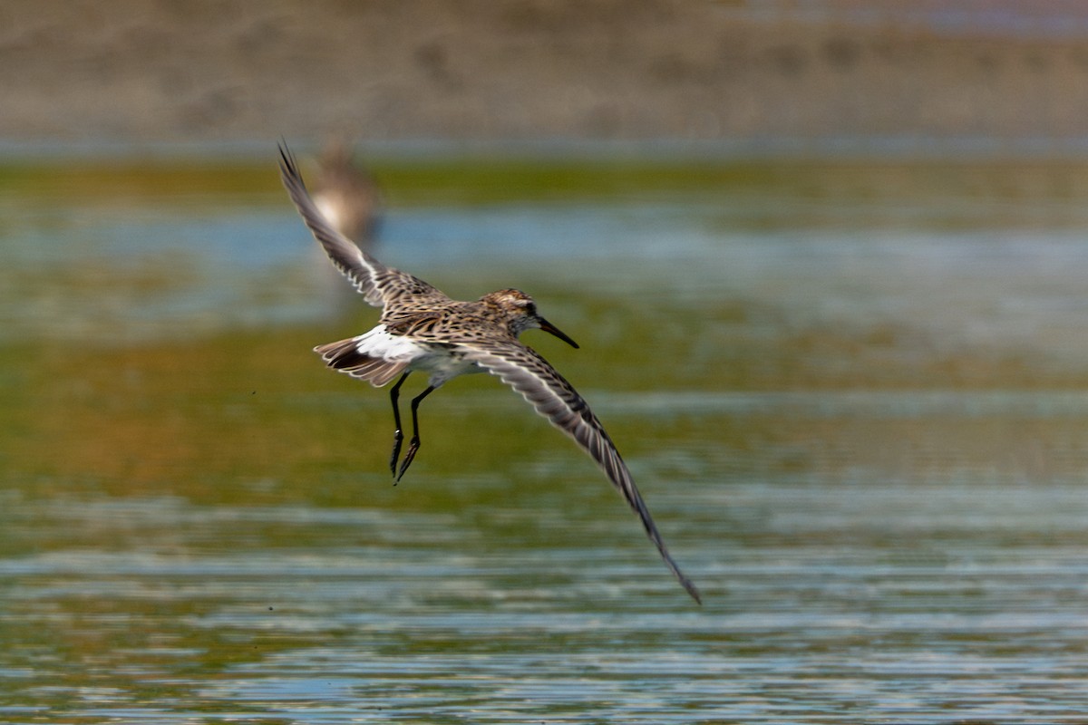 White-rumped Sandpiper - ML620267831