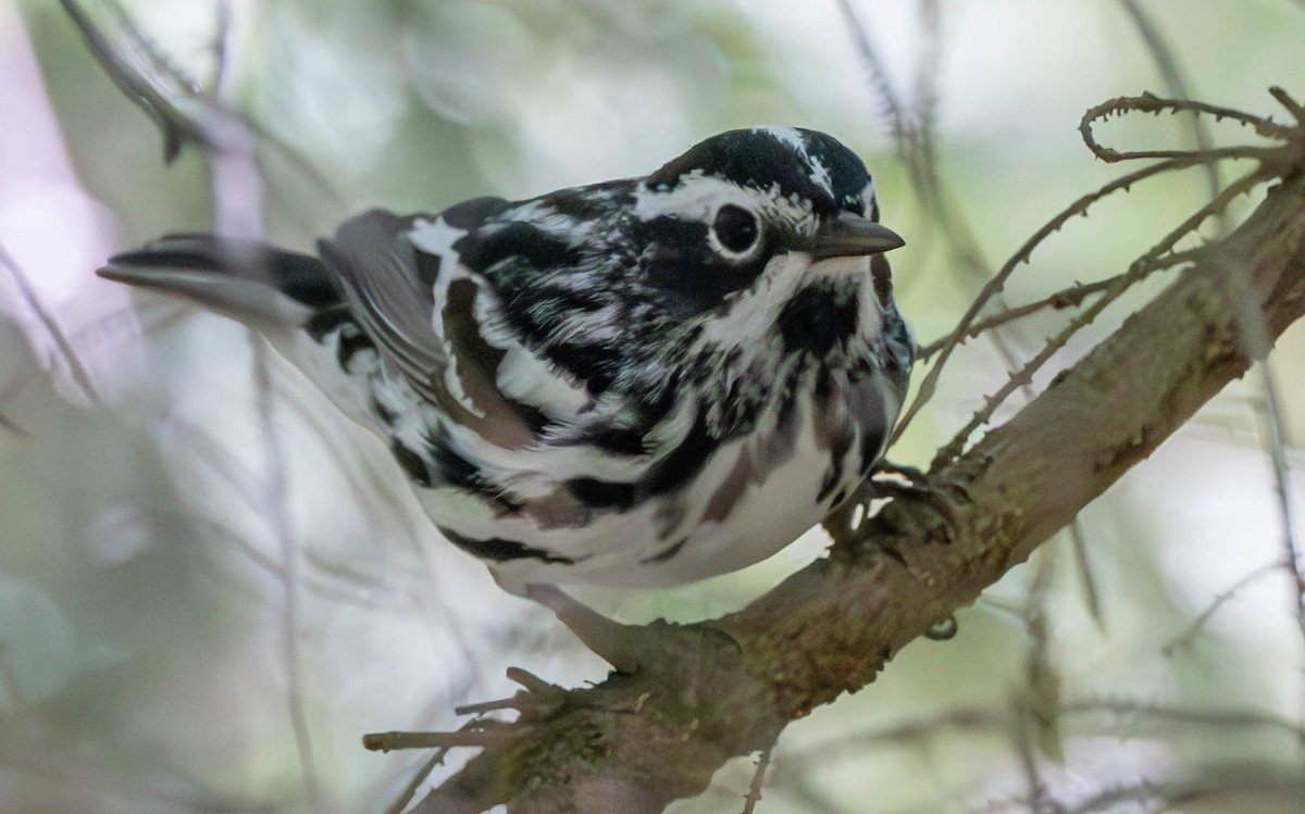 Black-and-white Warbler - ML620267847