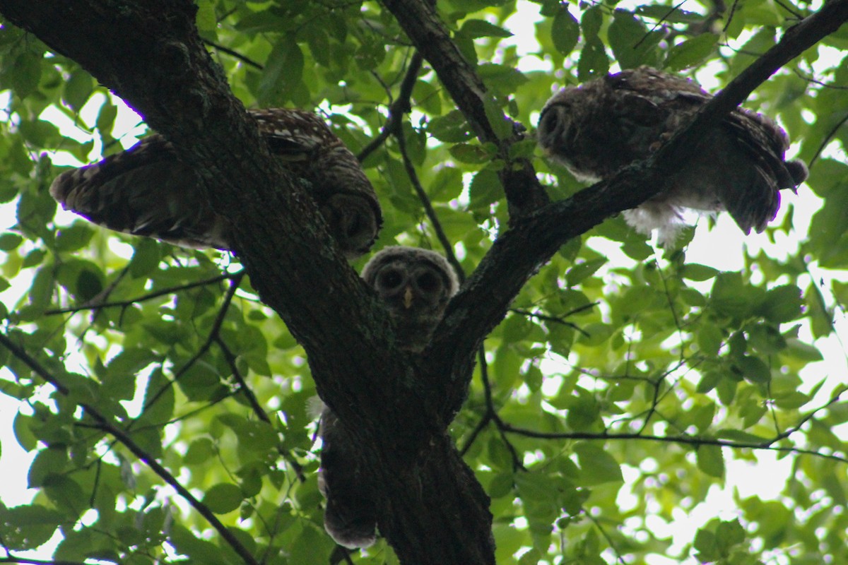 Barred Owl - ML620267855