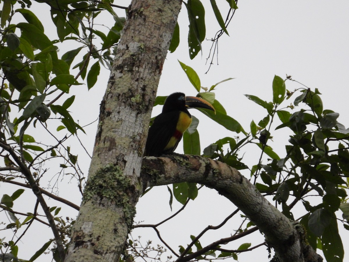 Chestnut-eared Aracari - ML620267861