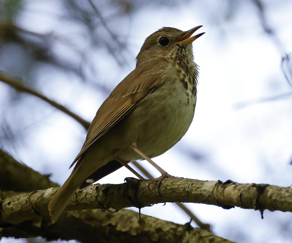 Hermit Thrush - ML620267863