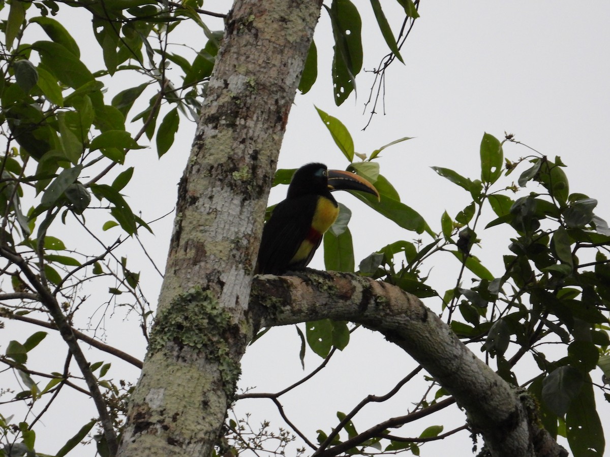 Chestnut-eared Aracari - ML620267864