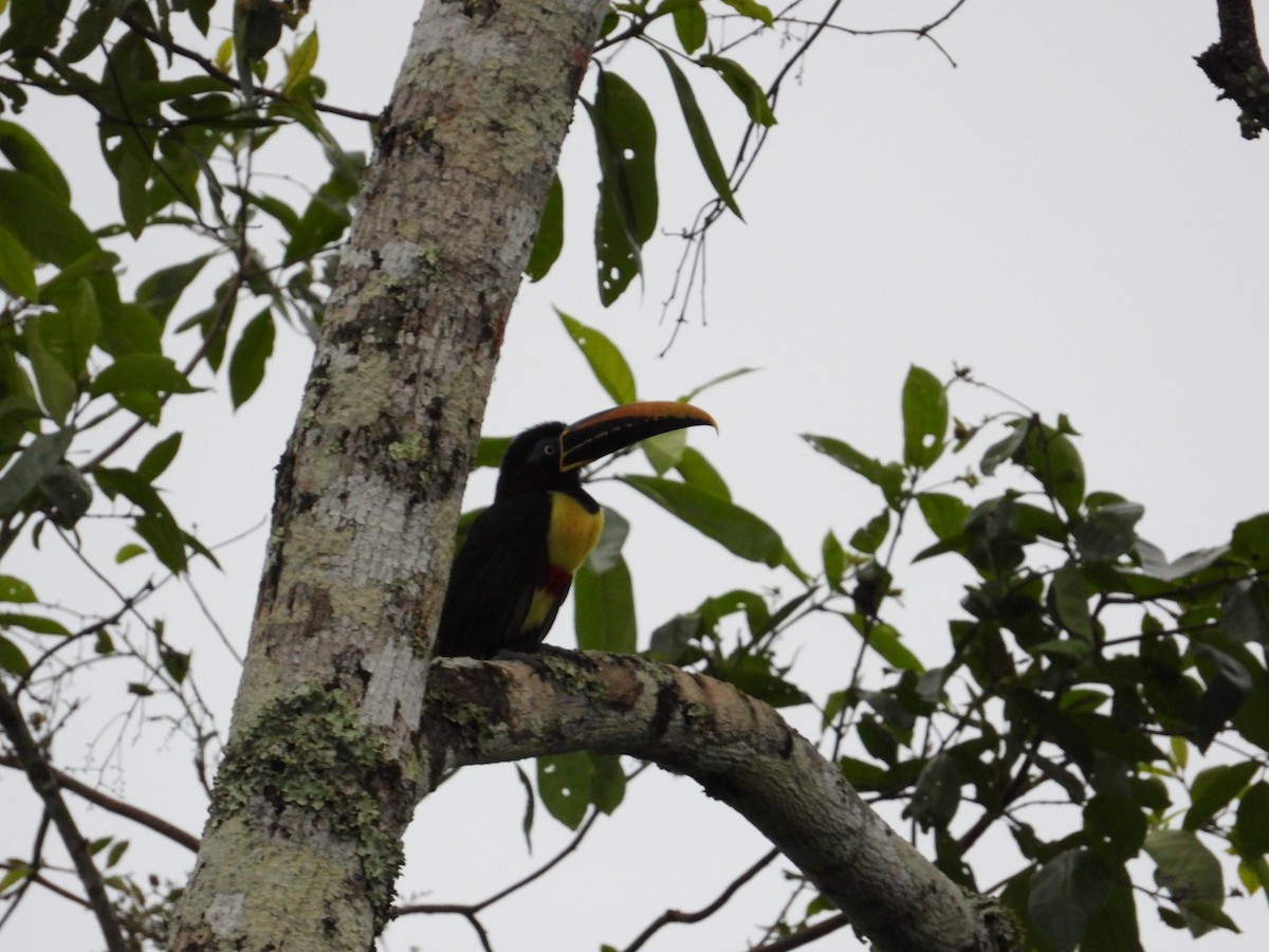 Chestnut-eared Aracari - ML620267866