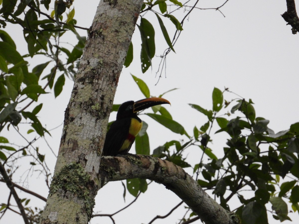 Chestnut-eared Aracari - ML620267867