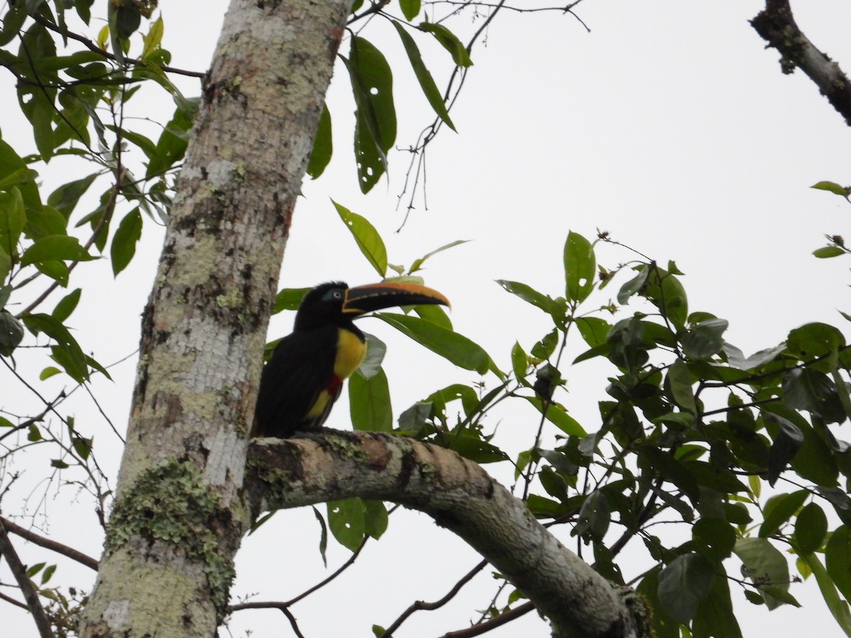 Chestnut-eared Aracari - ML620267872