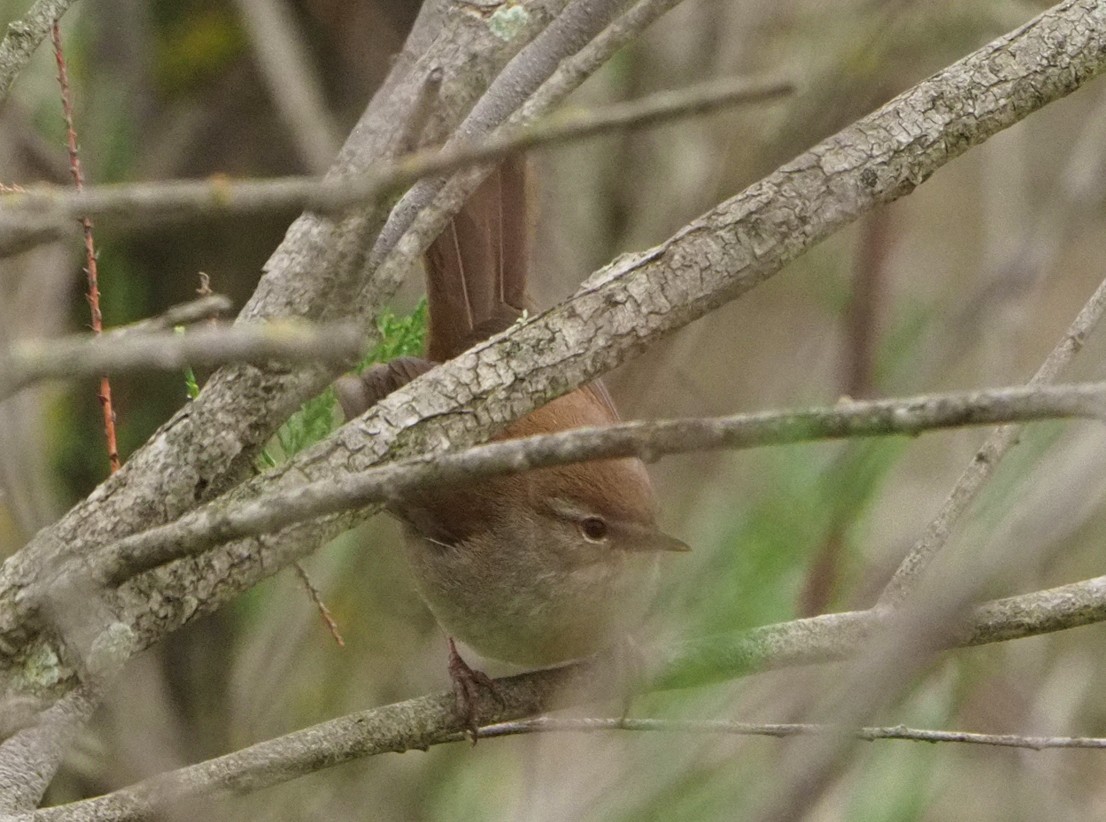 Cetti's Warbler - ML620267874