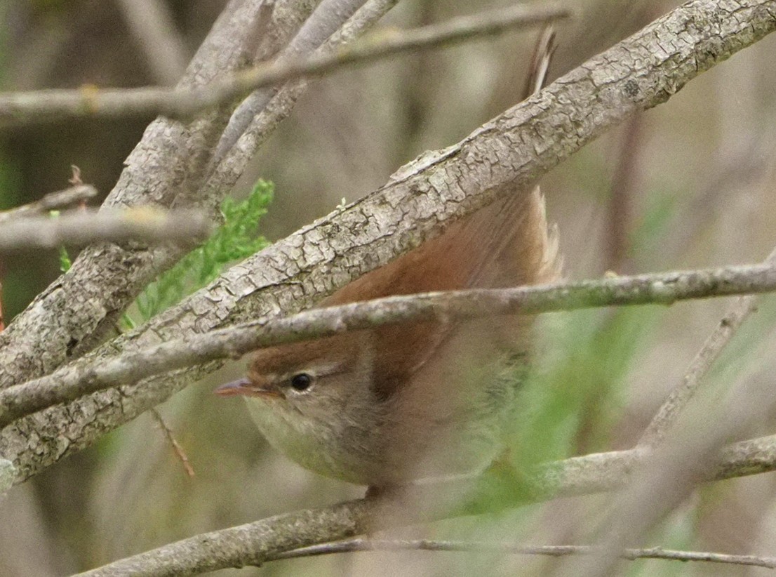 Cetti's Warbler - ML620267875