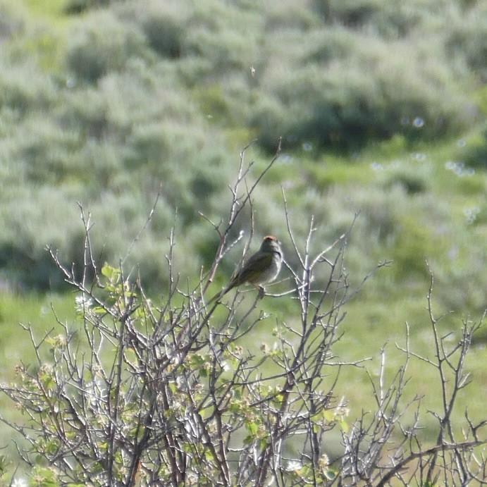 Green-tailed Towhee - ML620267879