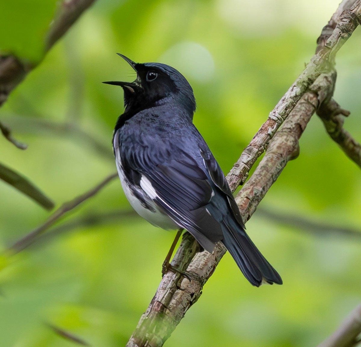 Black-throated Blue Warbler - ML620267885