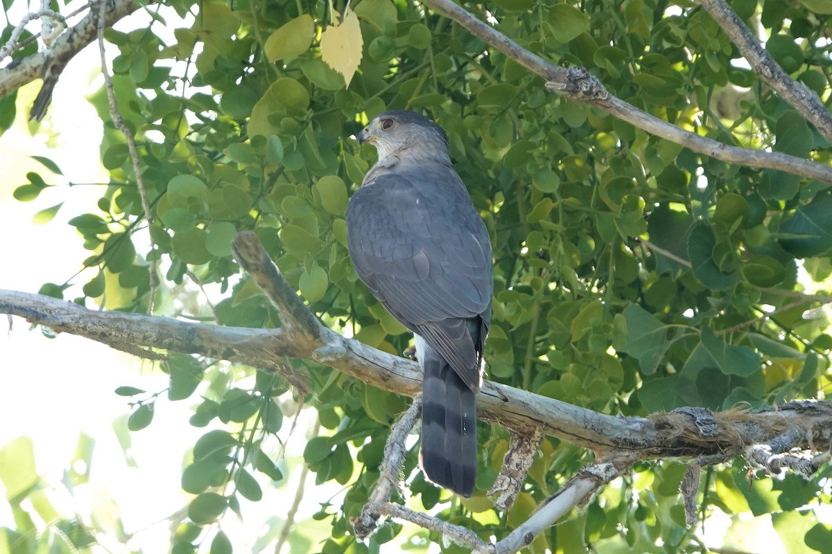 Cooper's Hawk - ML620267888