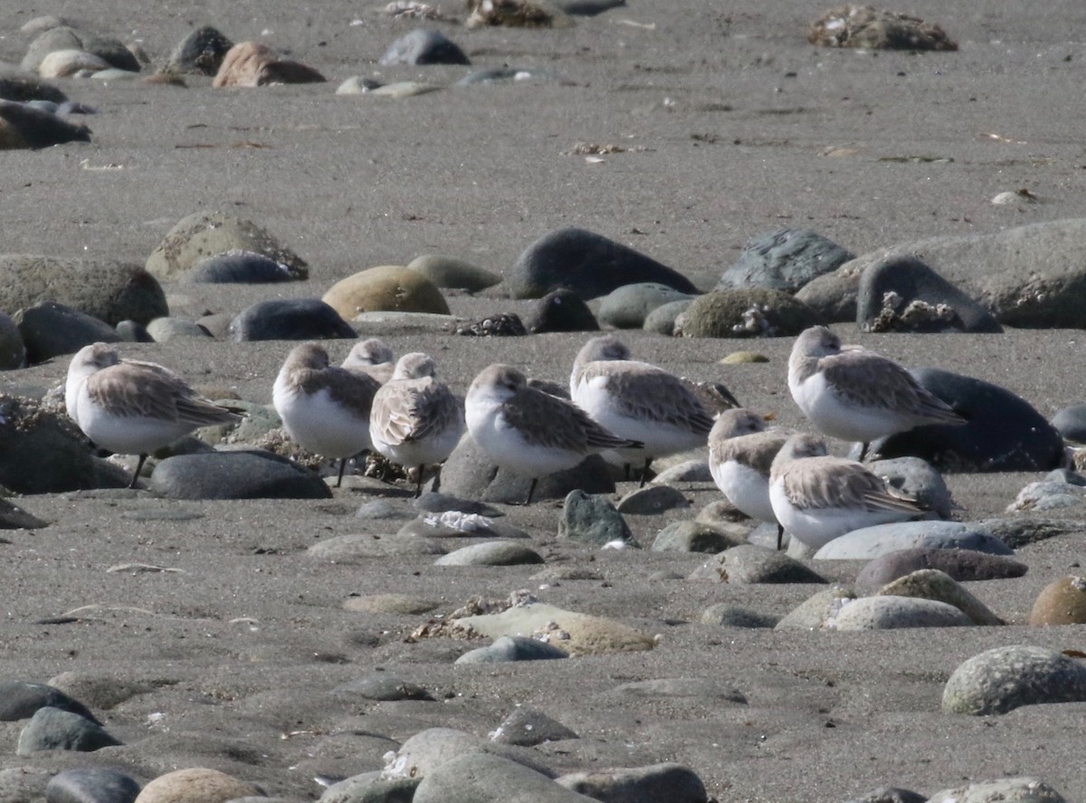 Sanderling - ML620267889