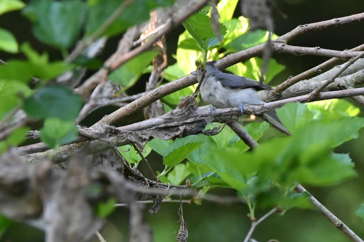 Tufted Titmouse - ML620267918