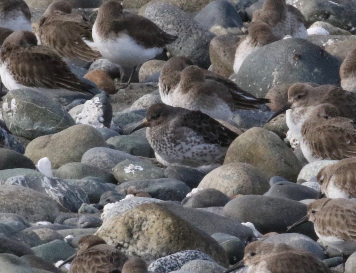 Rock Sandpiper - ML620267920