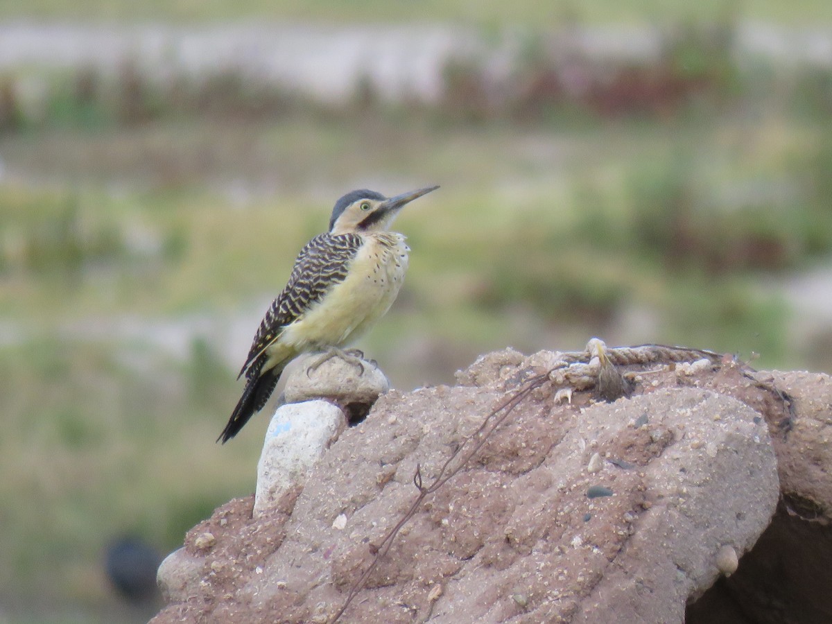 Andean Flicker (Southern) - ML620267921