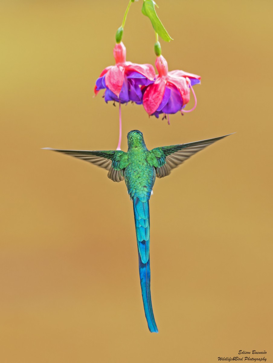 Long-tailed Sylph - ML620267924