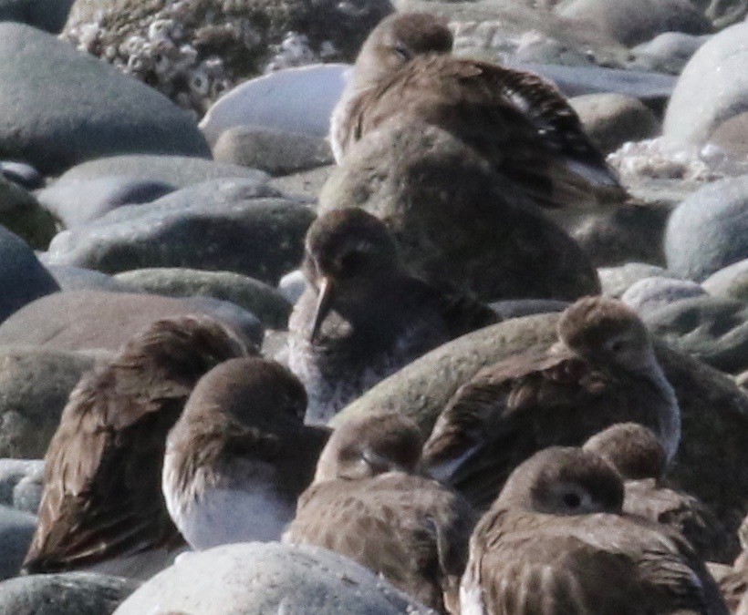 Rock Sandpiper - Dan Waggoner