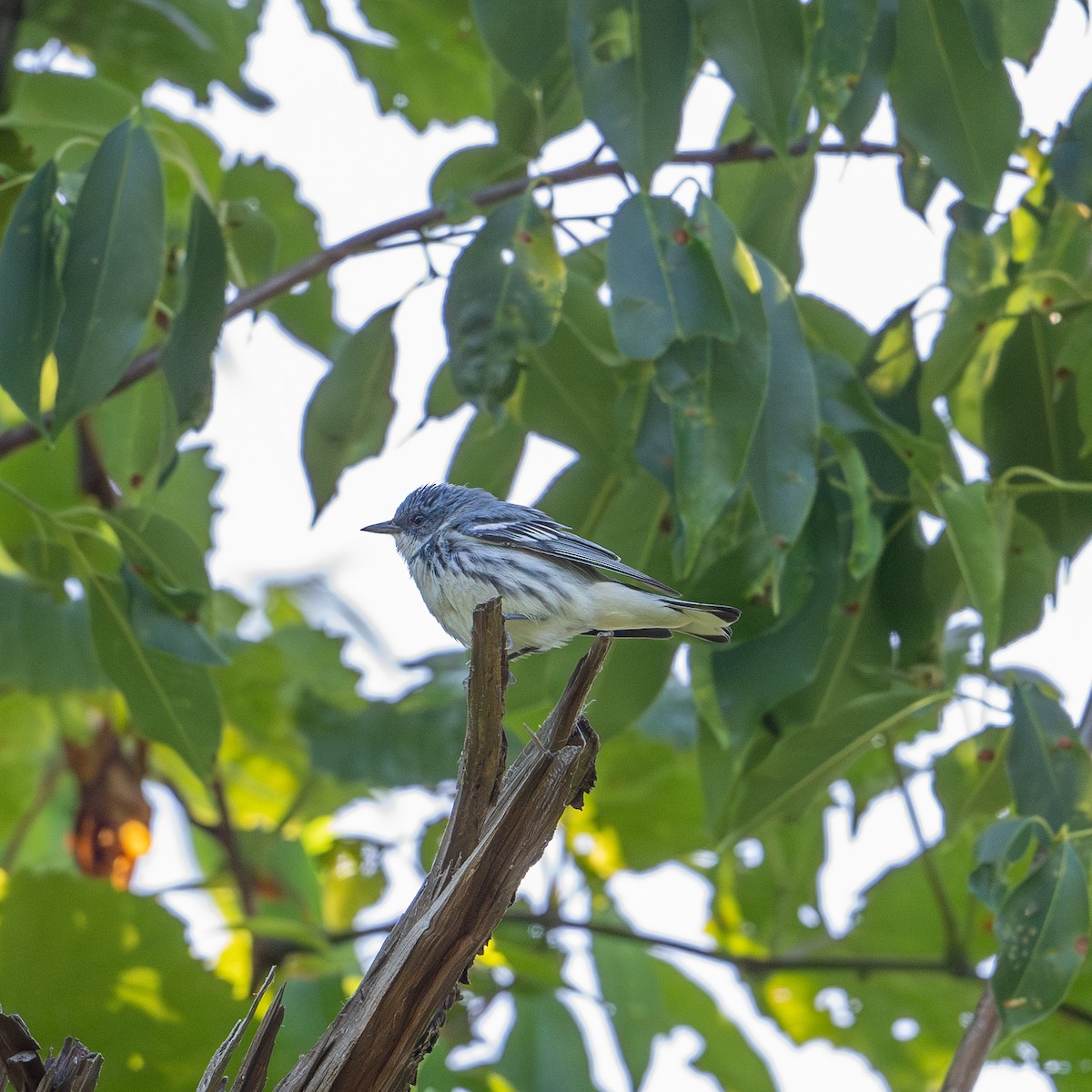 Cerulean Warbler - ML620267939