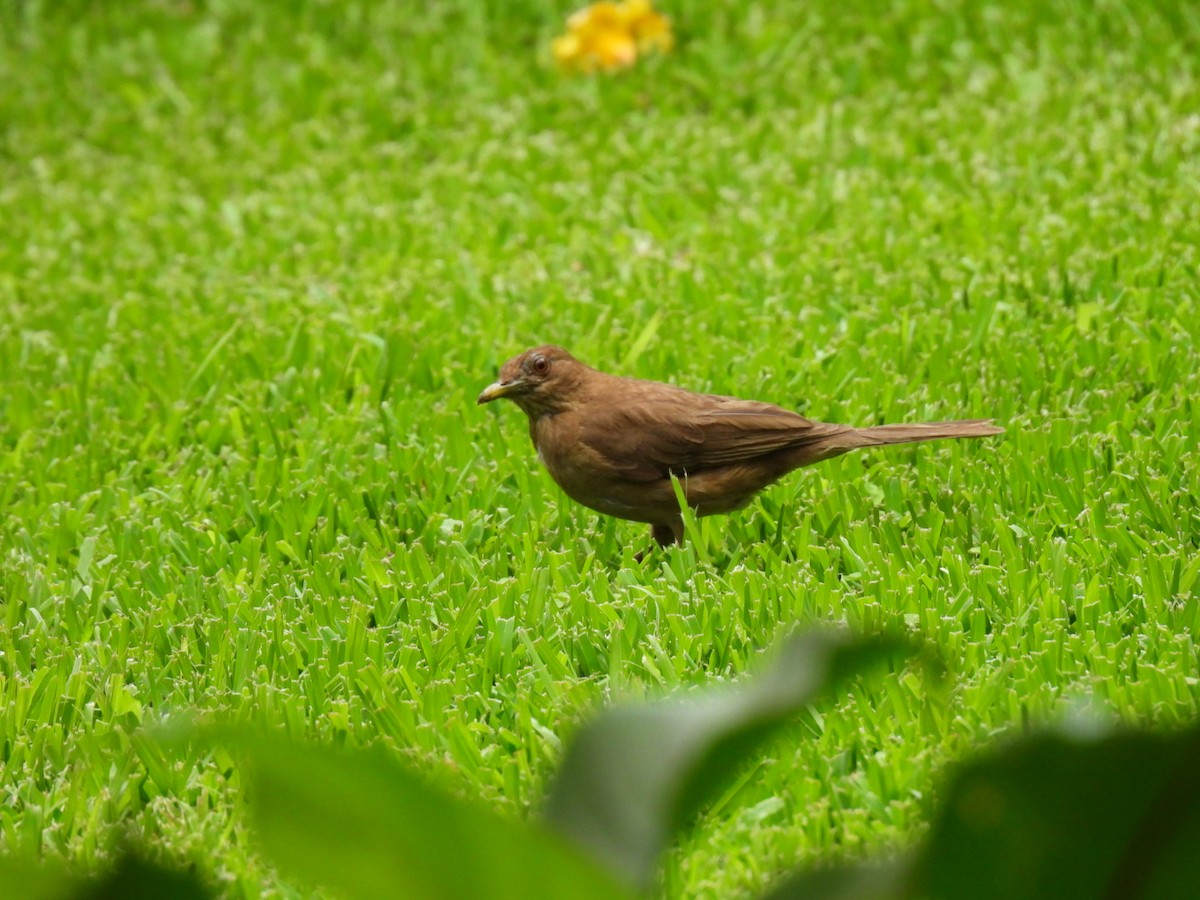 Clay-colored Thrush - ML620267946