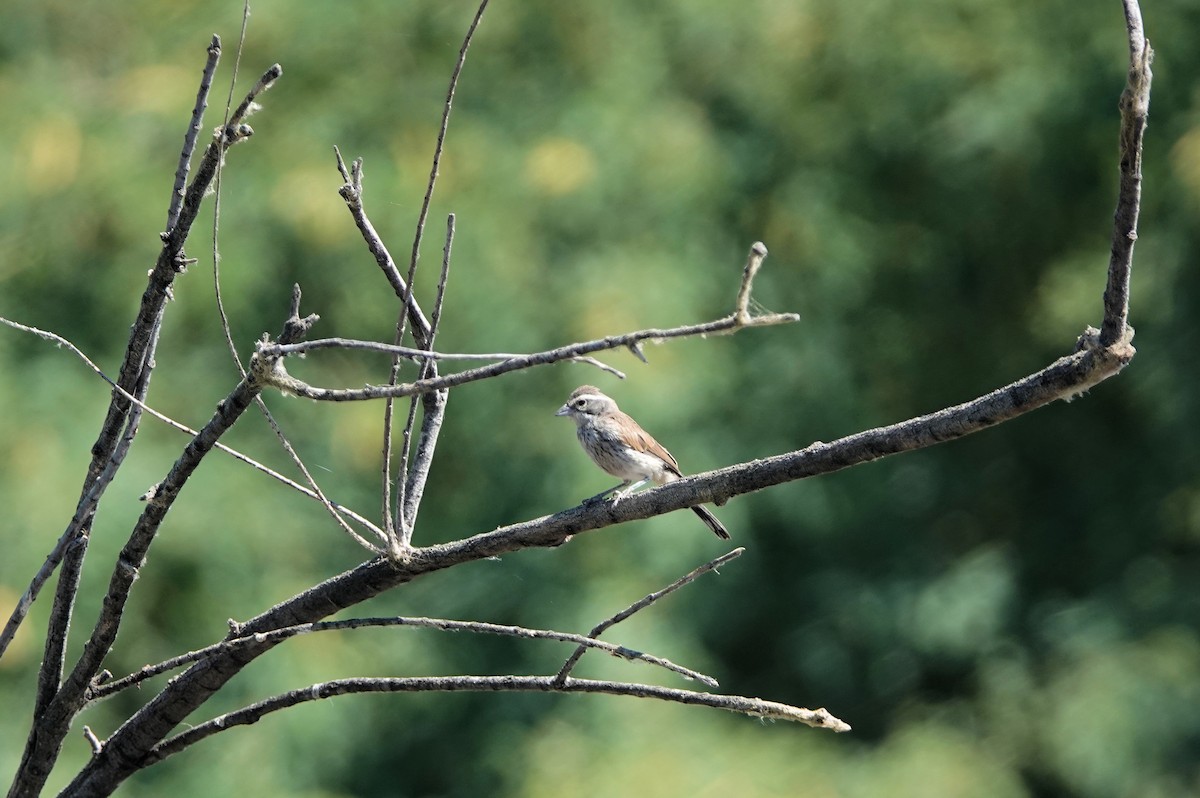 Black-throated Sparrow - ML620267947