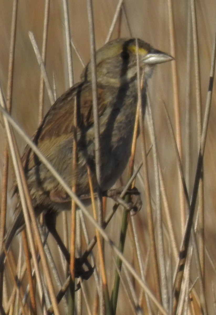 Seaside Sparrow - ML620267953